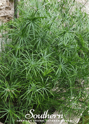 Umbrella Plant – 50 Seeds