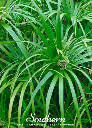 Umbrella Plant – 50 Seeds
