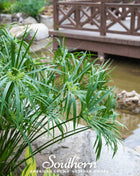 Umbrella Plant – 50 Seeds