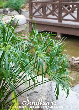 Umbrella Plant – 50 Seeds