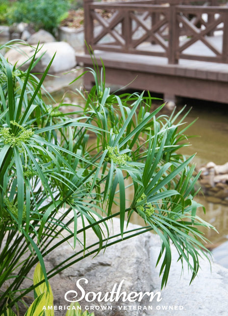 Umbrella Plant – 50 Seeds