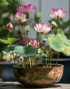 Sacred Lotus (Bonsai) - 5 Seeds
