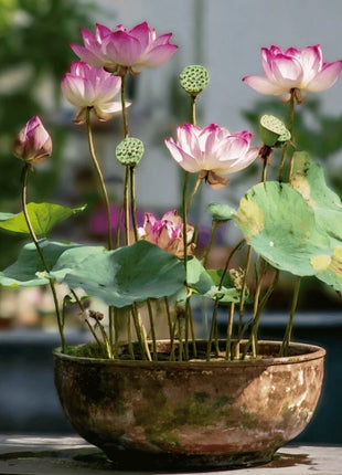 Sacred Lotus (Bonsai) - 5 Seeds