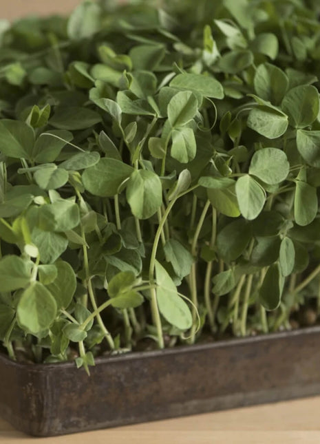 Dwarf Grey Sugar Peas – 100 Seeds