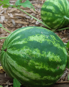 Crimson Sweet Watermelon – 25 Seeds