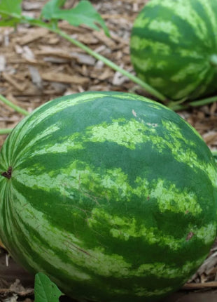 Crimson Sweet Watermelon – 25 Seeds