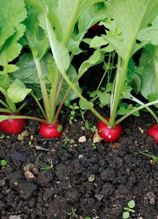 Crimson Giant Radish – 100 Seeds