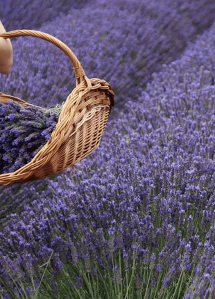 English Lavender – 100 Seeds