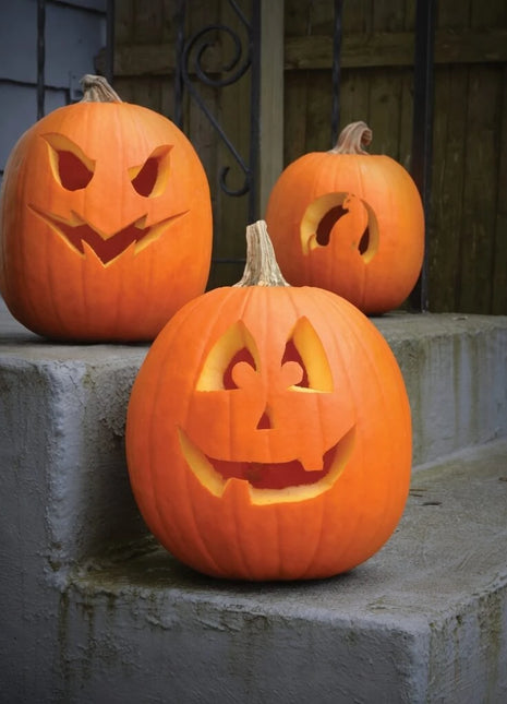 Jack O Lantern Pumpkin – 20 Seeds