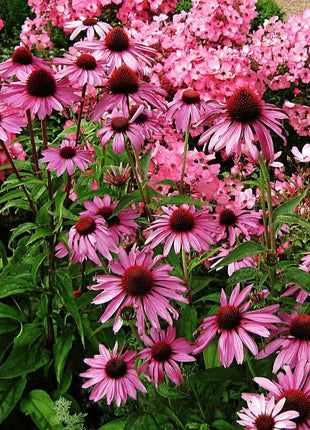 Purple Coneflower (Echinacea) – 100 Seeds