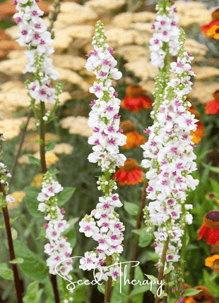 Wedding Candles Verbascum – 50 Seeds