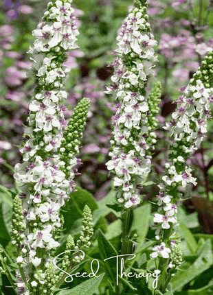 Wedding Candles Verbascum – 50 Seeds