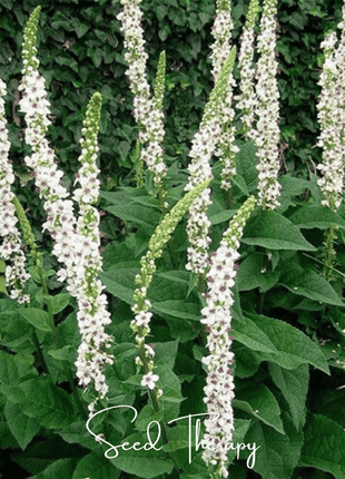Wedding Candles Verbascum – 50 Seeds