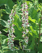 Wedding Candles Verbascum – 50 Seeds
