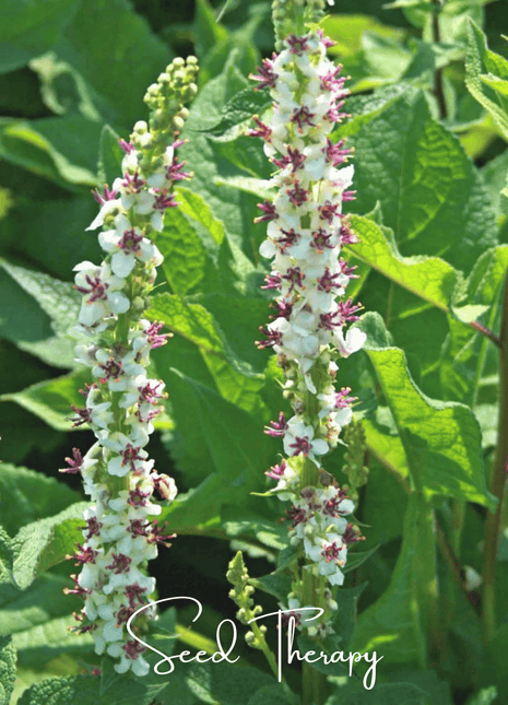 Wedding Candles Verbascum – 50 Seeds