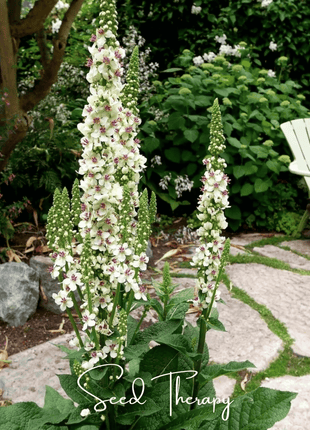 Wedding Candles Verbascum – 50 Seeds