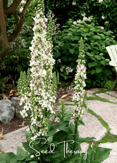 Wedding Candles Verbascum – 50 Seeds