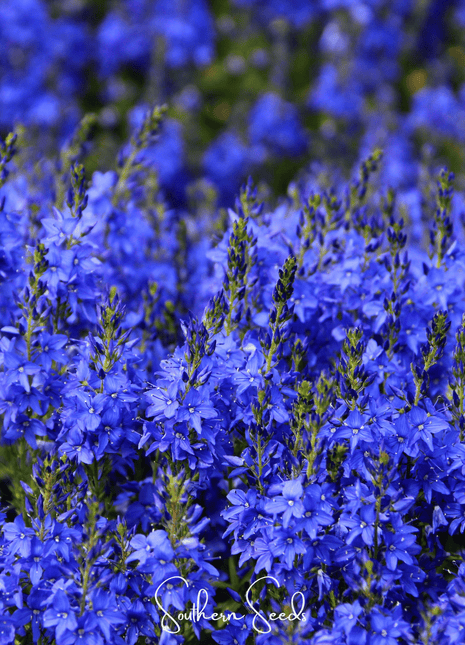 Royal Blue Veronica Speedwell – 50 Seeds