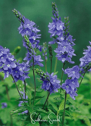 Royal Blue Veronica Speedwell – 50 Seeds
