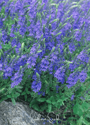 Royal Blue Veronica Speedwell – 50 Seeds