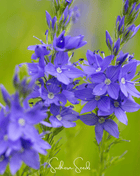 Royal Blue Veronica Speedwell – 50 Seeds