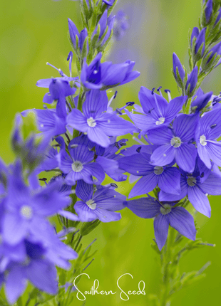 Royal Blue Veronica Speedwell – 50 Seeds