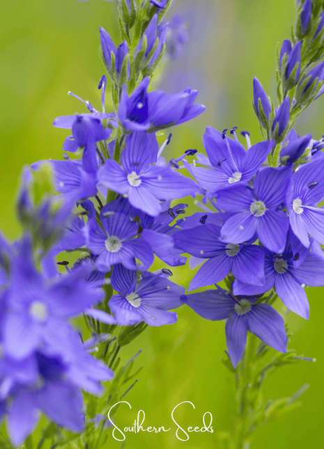 Royal Blue Veronica Speedwell – 50 Seeds