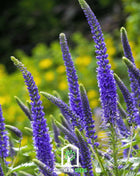 Spiked Speedwell Veronica – 50 Seeds
