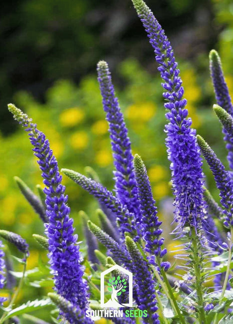 Spiked Speedwell Veronica – 50 Seeds