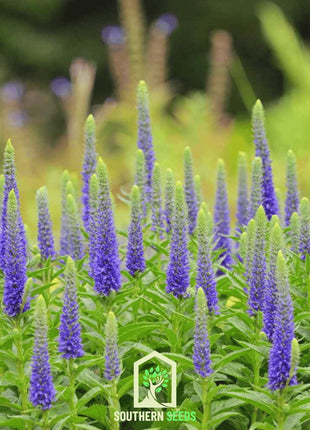 Spiked Speedwell Veronica – 50 Seeds
