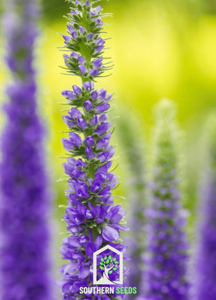 Spiked Speedwell Veronica – 50 Seeds