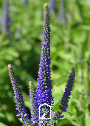 Spiked Speedwell Veronica – 50 Seeds