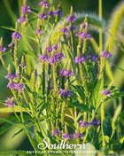 Blue Vervain – 100 Seeds