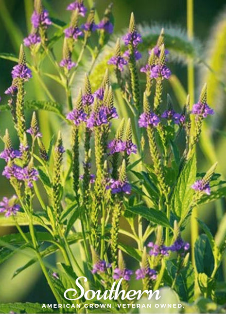 Blue Vervain – 100 Seeds