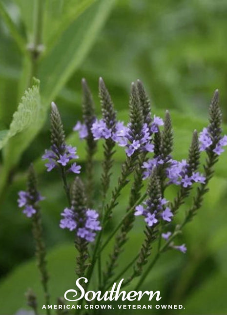 Blue Vervain – 100 Seeds