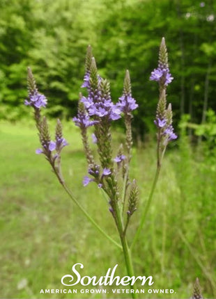 Blue Vervain – 100 Seeds