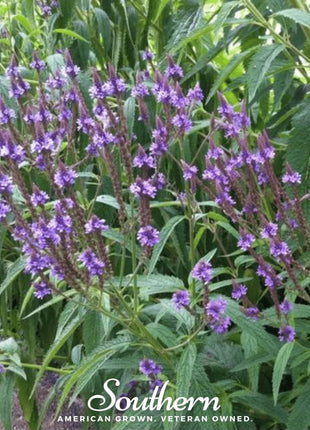 Blue Vervain – 100 Seeds