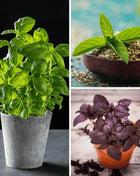 Basil Seed Collection – 6 Varieties