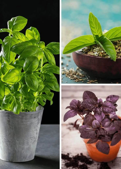 Basil Seed Collection – 6 Varieties