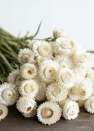 Vintage White Strawflower - 50 Seeds