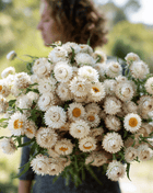Vintage White Strawflower - 50 Seeds