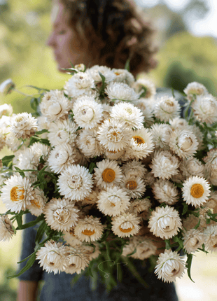 Vintage White Strawflower - 50 Seeds