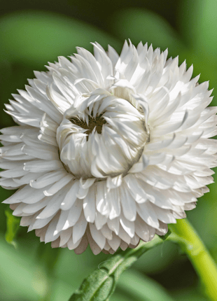 Vintage White Strawflower - 50 Seeds