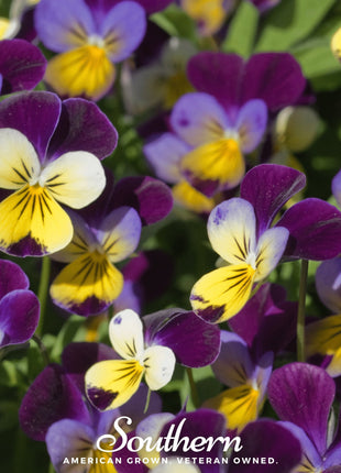 Johnny Jump Up Viola – 200 Seeds