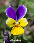 Johnny Jump Up Viola – 200 Seeds