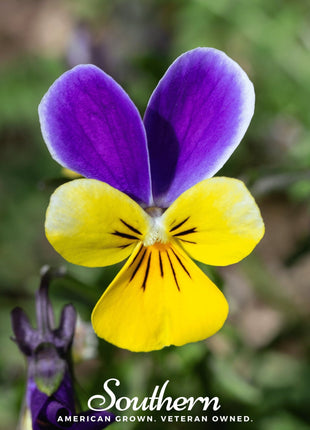 Johnny Jump Up Viola – 200 Seeds