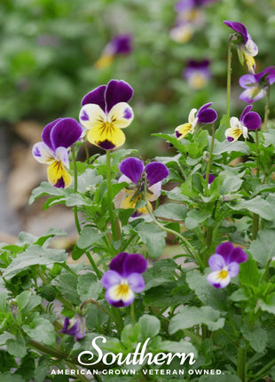 Johnny Jump Up Viola – 200 Seeds