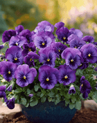 Violet Admiration Viola - 50 Seeds