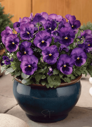 Violet Admiration Viola - 50 Seeds