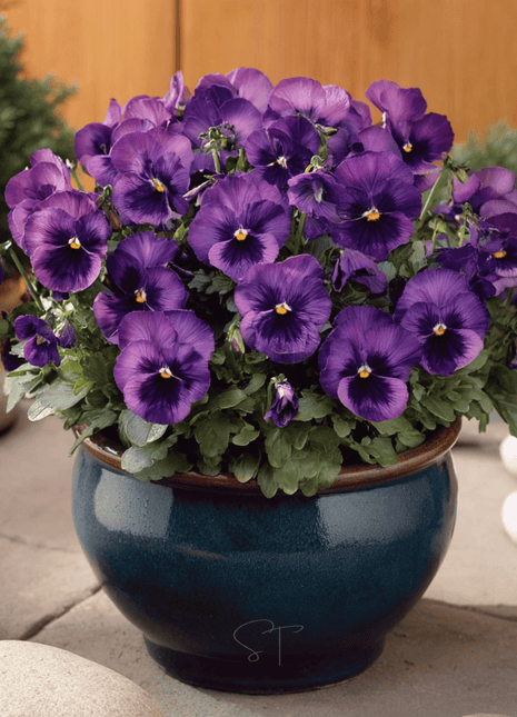 Violet Admiration Viola - 50 Seeds